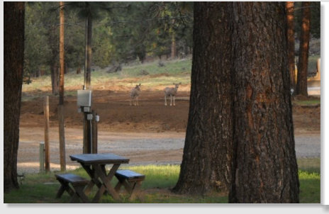 Great Basecamp for Hunting Trips