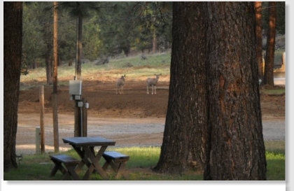 Great Basecamp for Hunting Trips